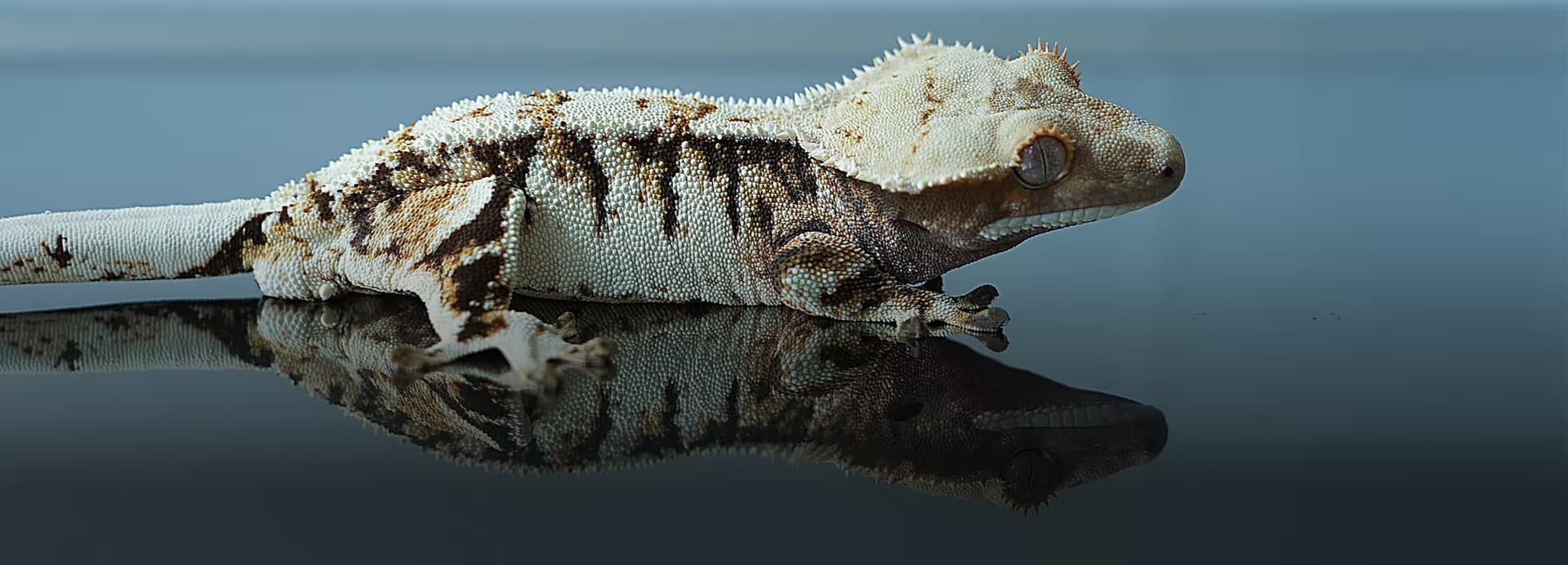 트익할은 라이언게코
라이언게코 / 라이언렙타일