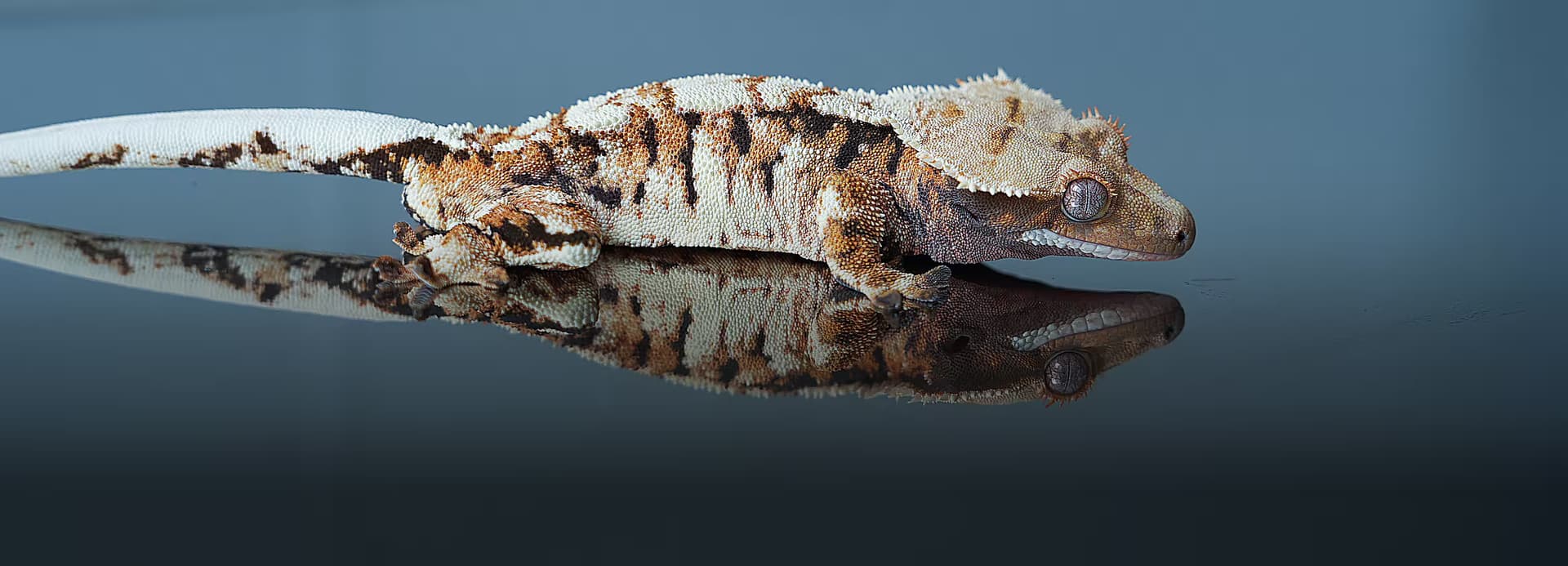 트익할은 라이언게코
라이언게코 / 라이언렙타일