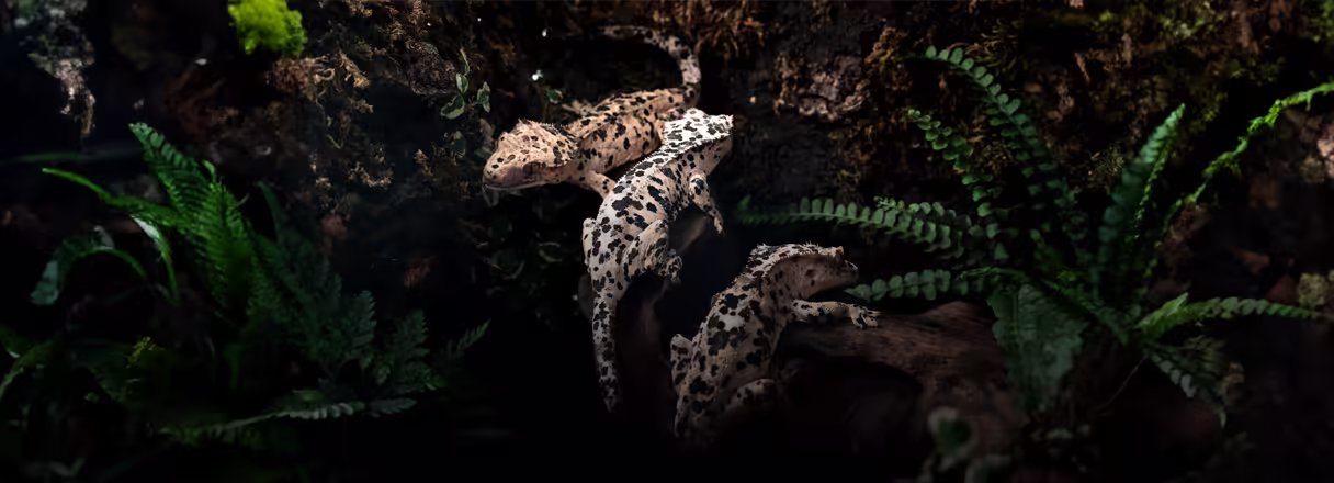 슈달 핫 스팟 크레버디!
슈퍼 달마를 찾는다면 Click!