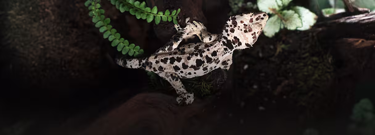 슈달 핫 스팟 크레버디!
슈퍼 달마를 찾는다면 Click!