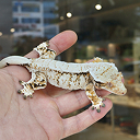 아잔틱
